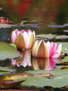 water lili