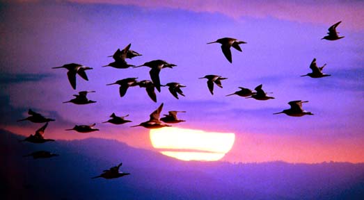 migratingbirds